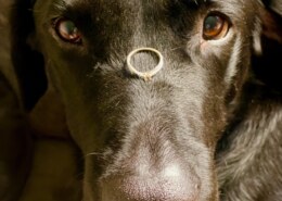 Have you ever included your adorable pets in your photos?